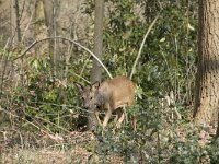 Capreolus capreolus 135, Ree, Saxifraga-Willem van Kruijsbergen