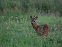 Capreolus capreolus 151, Ree, Saxifraga-Tom Heijnen