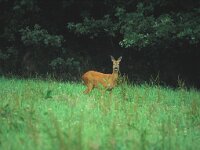 Capreolus capreolus 34, Ree, Saxifraga-Mark Zekhuis