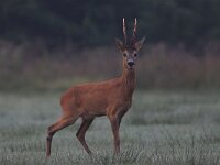 Capreolus capreolus 5, Ree, male, Saxifraga-Luc Hoogenstein