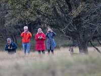 Dama dama 73, Damhert, Saxifraga-Luc Hoogenstein : AWD, damhert