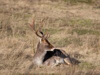 Dama dama 76, Damhert, Saxifraga-Luc Hoogenstein