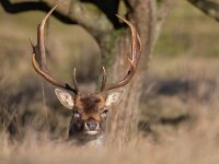 Dama dama 79, Damhert, Saxifraga-Luc Hoogenstein