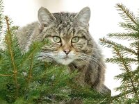 Felis silvestris 20, Wilde kat, Saxifraga-Bart Vastenhouw