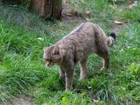 Felis silvestris 28, Wilde kat, Saxifraga-Luc Hoogenstein