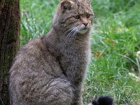 Felis silvestris 31, Wilde kat, Saxifraga-Luc Hoogenstein