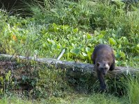 Gulo gulo 4, Veelvraat, Saxifraga-Mark Zekhuis