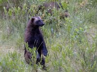 Gulo gulo 9, Veelvraat, Saxifraga-Mark Zekhuis