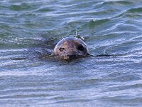 Halichoerus grypus 106, Grijze zeehond, Saxifraga-Bart Vastenhouw