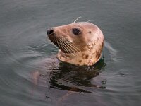 Halichoerus grypus 119, Grijze zeehond, Saxifraga-Bart Vastenhouw