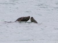 Halichoerus grypus 121, Grijze zeehond, Saxifraga-Bart Vastenhouw