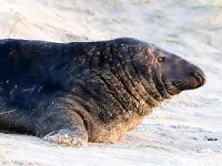 Halichoerus grypus 149, Grijze zeehond, Saxifraga-Bart Vastenhouw