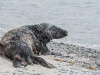 Halichoerus grypus 213, Grijze zeehond, adult, Düne (D), Saxifraga-Theo Verstrael