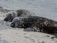 Halichoerus grypus 215, Grijze zeehond, adult, Düne (D), Saxifraga-Theo Verstrael
