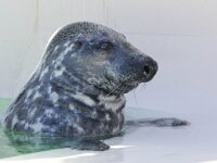 Halichoerus grypus 6, Grijze zeehond, Saxifraga-Bart Vastenhouw