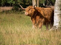 Highland cattle emerging from the forest  Highland cattle emerging from the forest : agriculture, animal, beef, breed, brown, bull, calf, cattle, countryside, cow, domestic, face, farm, farmland, field, fold, forest, fur, grass, green, hair, hairy, head, highland, highlander, horn, horned, livestock, male, mammal, meadow, nose, pasture, portrait, rural, scotland, scottish, shaggy, sky, steak, stock, summer, tree