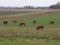 Schotse Hooglander  Schotse Hooglander, Flevoland-Harderhout, door Natuurmonumenten in gezet bij beheer