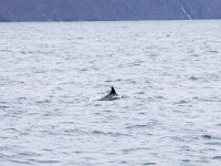 Hyperoodon ampullatus 2, Noordelijke butskop, Saxifraga-Bart Vastenhouw