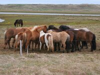 Icelandic horse 4, Saxifraga-Jan Nijendijk