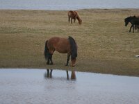 Icelandic horse 7, Saxifraga-Jan Nijendijk