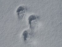 Lepus europaeus 10, Haas, Saxifraga-Jan van der Straaten