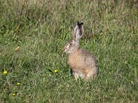 Lepus europaeus 147, Haas, Saxifraga-Peter Meininger