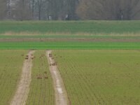 Lepus europaeus 148, Haas, Saxifraga-Mark Zekhuis
