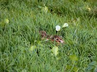 Lepus europaeus 149, Haas, Saxifraga-Ed Stikvoort : Evert Thielen De Luiken Open Venlo
