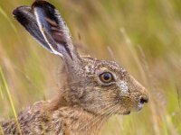 Lepus europaeus 151, Haas, Saxifraga-Rudmer Zwerver  European Hare (Lepus europaeus) portrait in wild grassland environment : Lepus europaeus, adult, alert, brown, close up, ears, eemshaven, europe, european, eye, grass, hare, head, headshot, herbivore, lepus, lepus europeus, looking, looking at camera, low angle view, mammal, may, nobody, one animal, portrait, profile, rodent, side, side view, spring, springtime, staring, the Netherlands, wild, worm's-eye view