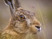 Portrait of vigilant European Hare in grass  Portrait of vigilant European Hare (Lepus europeaus) hiding in grass and relying on camouflage : Netherlands, alert, animal, aware, background, brown, bunny, camouflage, closeup, cute, ear, ears, environment, europaeus, europe, european, eyes, face, farm, fauna, field, flower, fur, grass, green, hare, head, hiding, landscape, lepus, looking, mammal, meadow, natural, nature, outdoor, peeking, portrait, rabbit, rural, season, sitting, spring, stare, summer, symbol, vigilant, wary, wild, wildlife