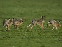 Lepus europaeus 79, Haas, Saxifraga-Piet Munsterman