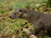 Lutra lutra 104, Otter, Saxifraga-Mark Zekhuis