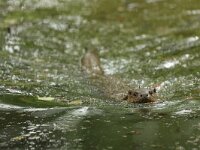 Lutra lutra 106, Otter, Saxifraga-Mark Zekhuis