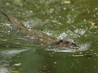 Lutra lutra 107, Otter, Saxifraga-Mark Zekhuis