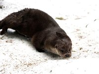 Lutra lutra 23, Otter, Saxifraga-Bart Vastenhouw