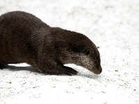 Lutra lutra 81, Otter, Saxifraga-Bart Vastenhouw