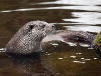 Lutra lutra 82, Otter, Saxifraga-Bart Vastenhouw