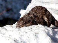 Lutra lutra 96, Otter, Saxifraga-Bart Vastenhouw