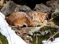 Lynx lynx 73, Lynx, Saxifraga-Bart Vastenhouw