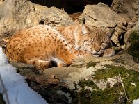 Lynx lynx 77, Lynx, Saxifraga-Bart Vastenhouw