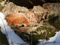 Lynx lynx 78, Lynx, Saxifraga-Bart Vastenhouw