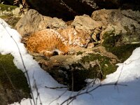 Lynx lynx 81, Lynx, Saxifraga-Bart Vastenhouw