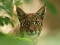 Lynx lynx 83, Lynx, Saxifraga-Mark Zekhuis