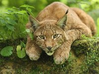 Lynx lynx 84, Lynx, Saxifraga-Mark Zekhuis