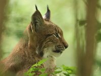 Lynx lynx 88, Lynx, Saxifraga-Mark Zekhuis