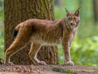 Eurasian lynx in forest habitat  Eurasian lynx (Lynx lynx) in forest habitat. This is a medium-sized cat native to European and Siberian woods : Europe, Germany, adult, animal, behavior, captive, cat, coniferous forest, controlled conditions, critically endangered, deciduous forest, farmland, fauna, foraging, forest, front view, full length, fur, grass, grassland, hair, head, june, looking, looking at camera, low angle view, mammal, mountain, mountain meadow, mud, natura 2000, one animal, scrubland, shrubland, spring, springtime, standing, summer, summertime, threatened species, vegetation, watching, wild, worm's-eye view