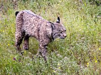 Lynx pardinus 18, Pardellynx, Saxifraga-Bart Vastenhouw