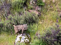 Lynx pardinus 2, Pardellynx, Saxifraga-Bart Vastenhouw