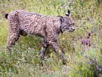 Lynx pardinus 20, Pardellynx, Saxifraga-Bart Vastenhouw