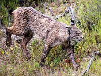Lynx pardinus 25, Pardellynx, Saxifraga-Bart Vastenhouw